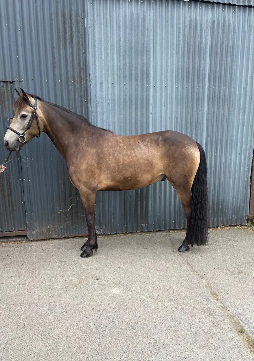 Dun gelding - Image 1
