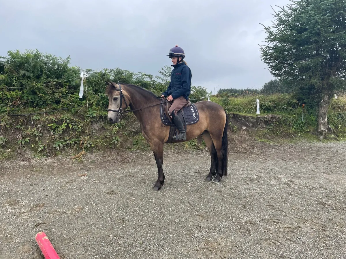 Dun gelding - Image 3