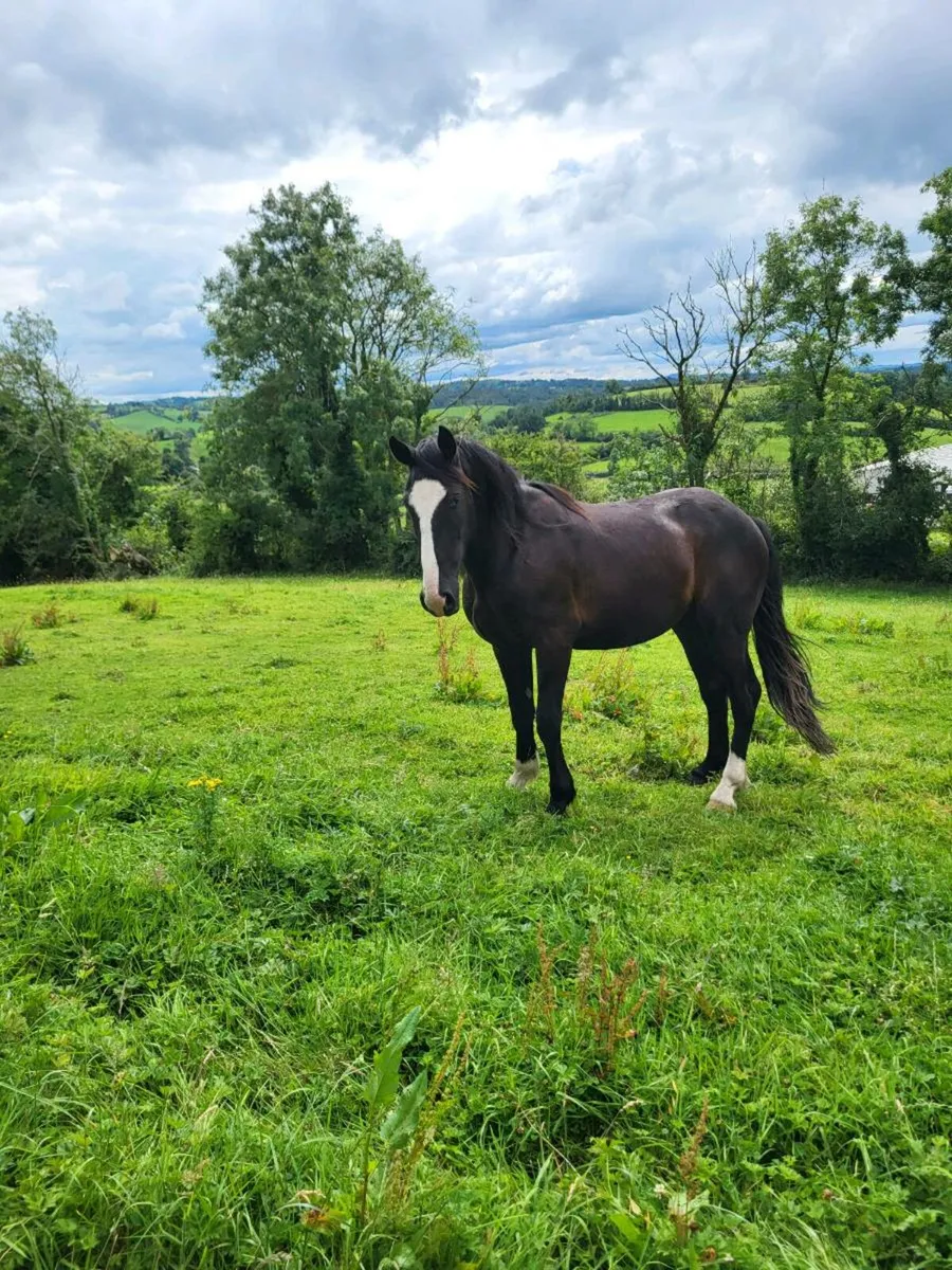 2 3yr old RID geldings - Image 1