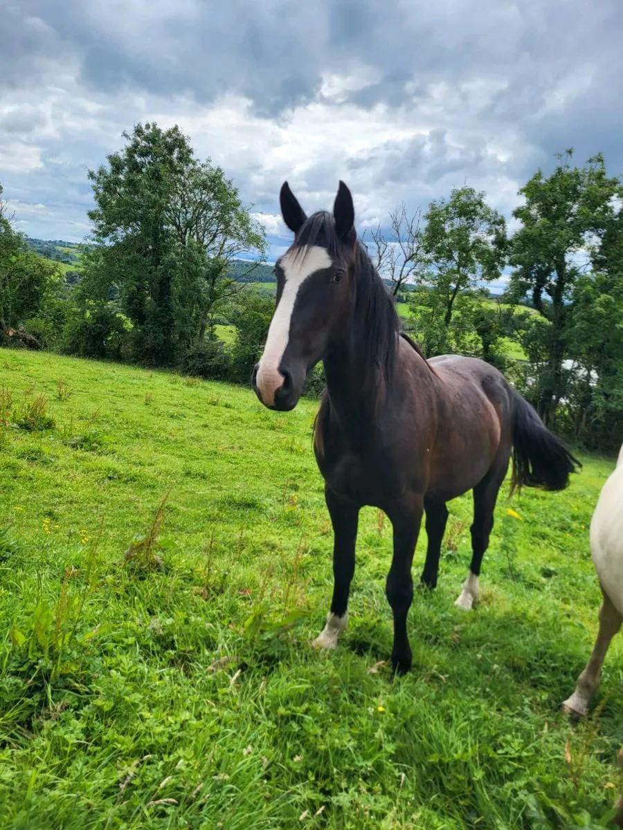2 3yr old RID geldings - Image 2