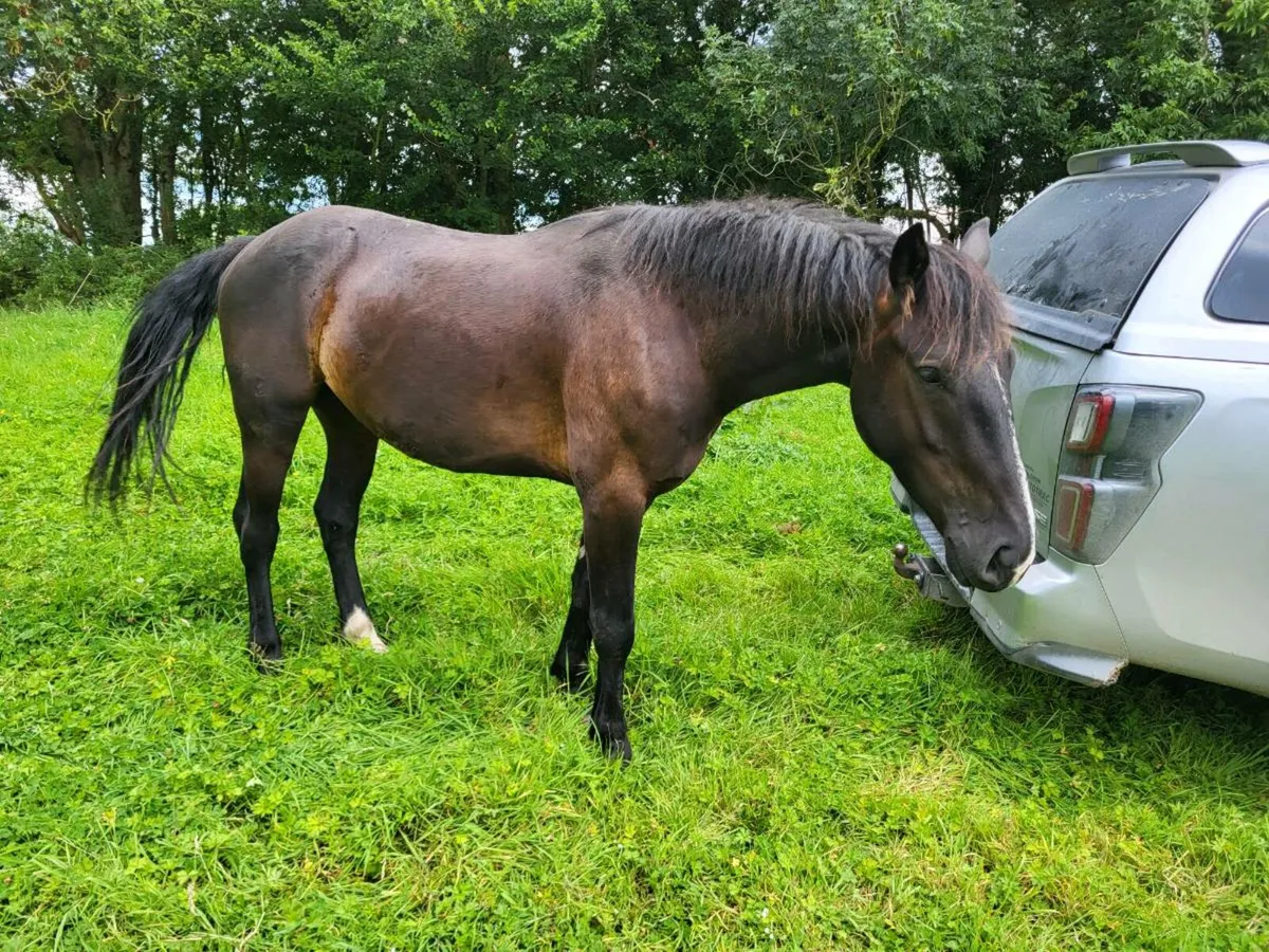 2 3yr old RID geldings - Image 4