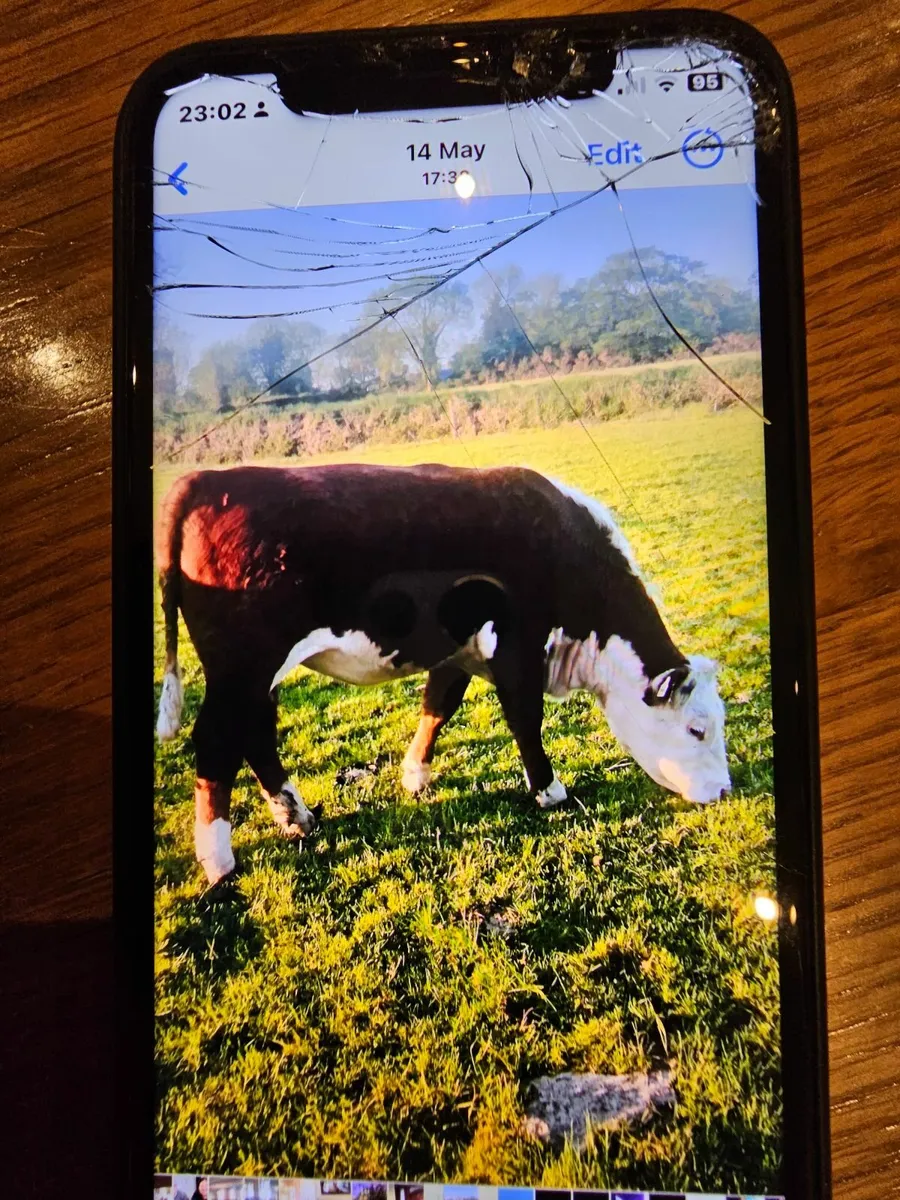 Heifer