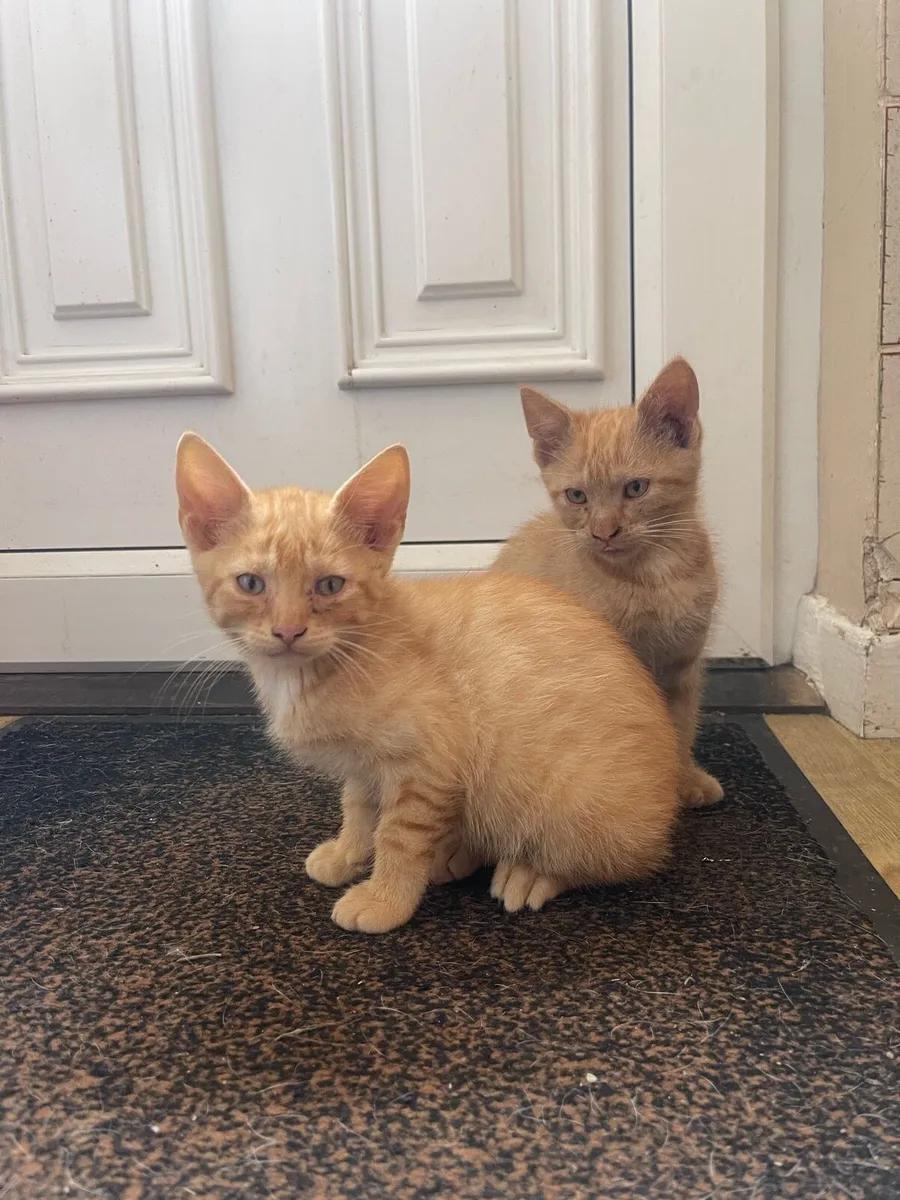 Kittens - Image 4