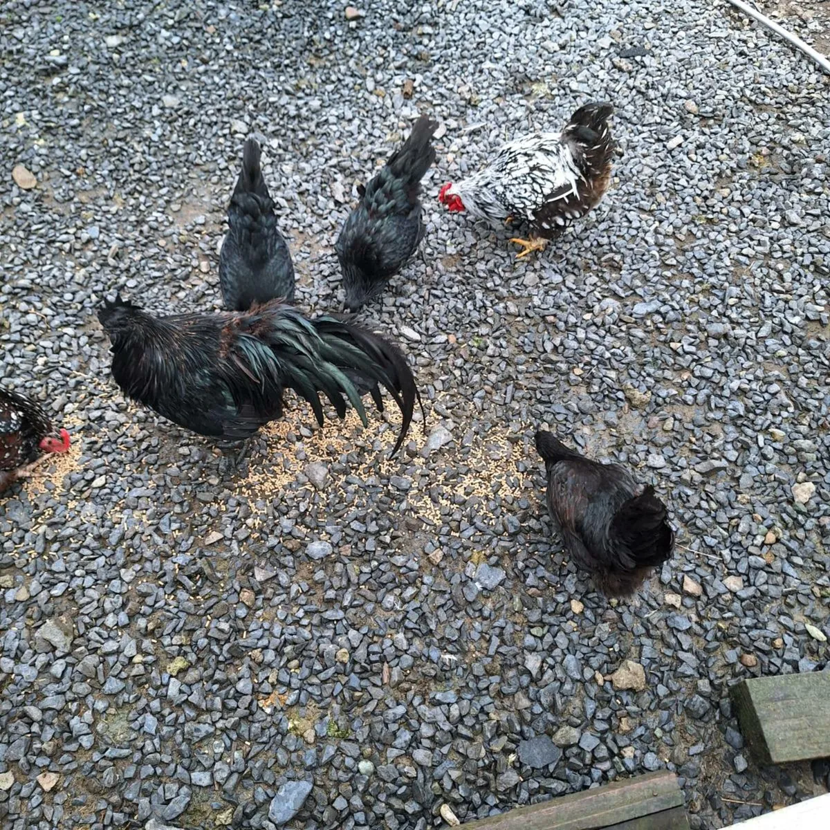 Pure bred poultry - Image 1
