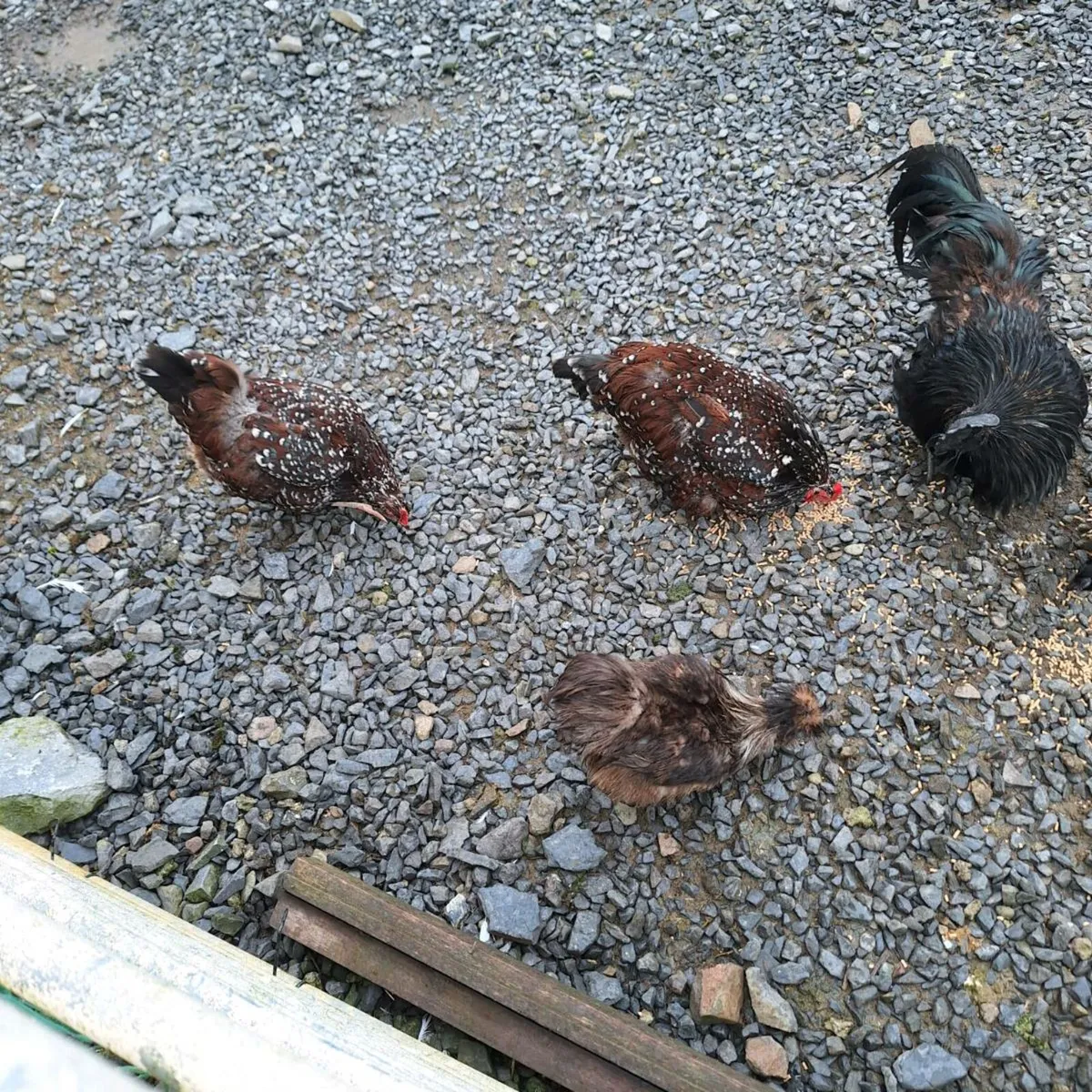 Pure bred poultry - Image 2