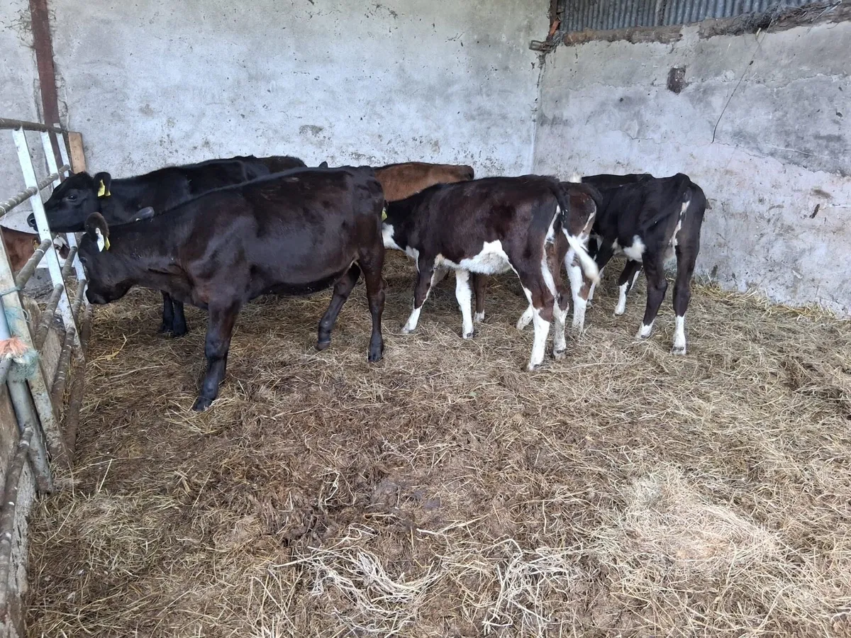 FULLY REARED HEIFER WEANLINGS - Image 1