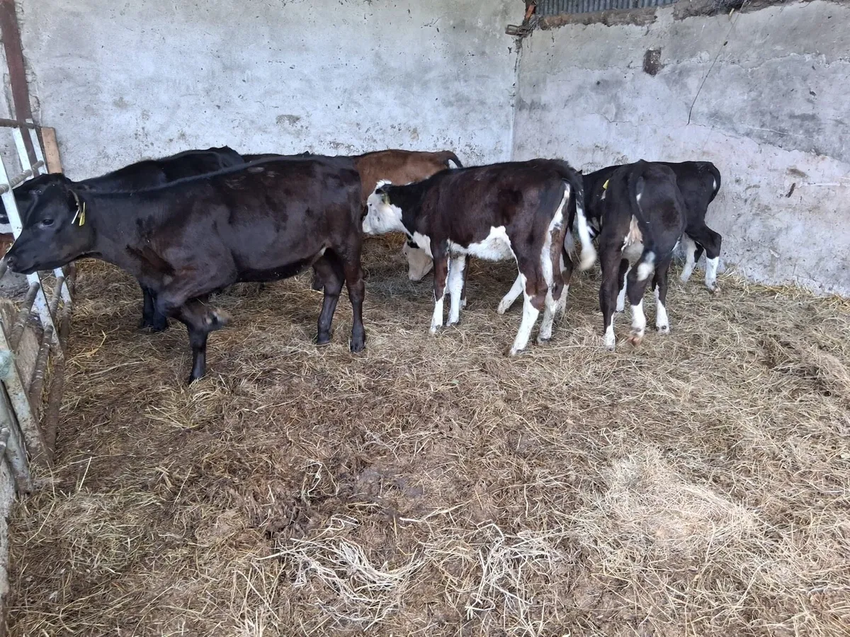 FULLY REARED HEIFER WEANLINGS - Image 2