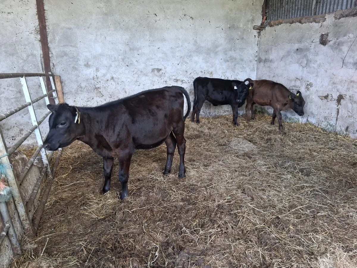 FULLY REARED HEIFER WEANLINGS - Image 3