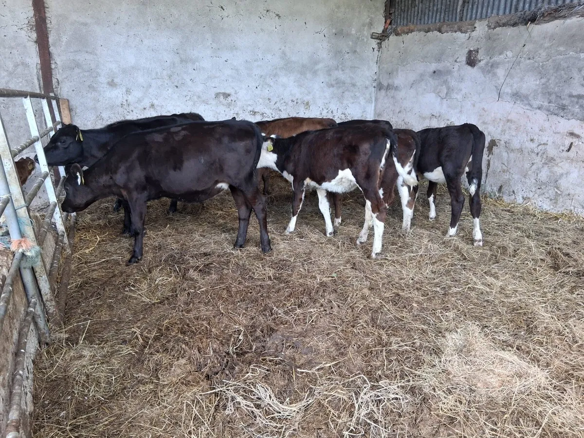 FULLY REARED HEIFER WEANLINGS - Image 4
