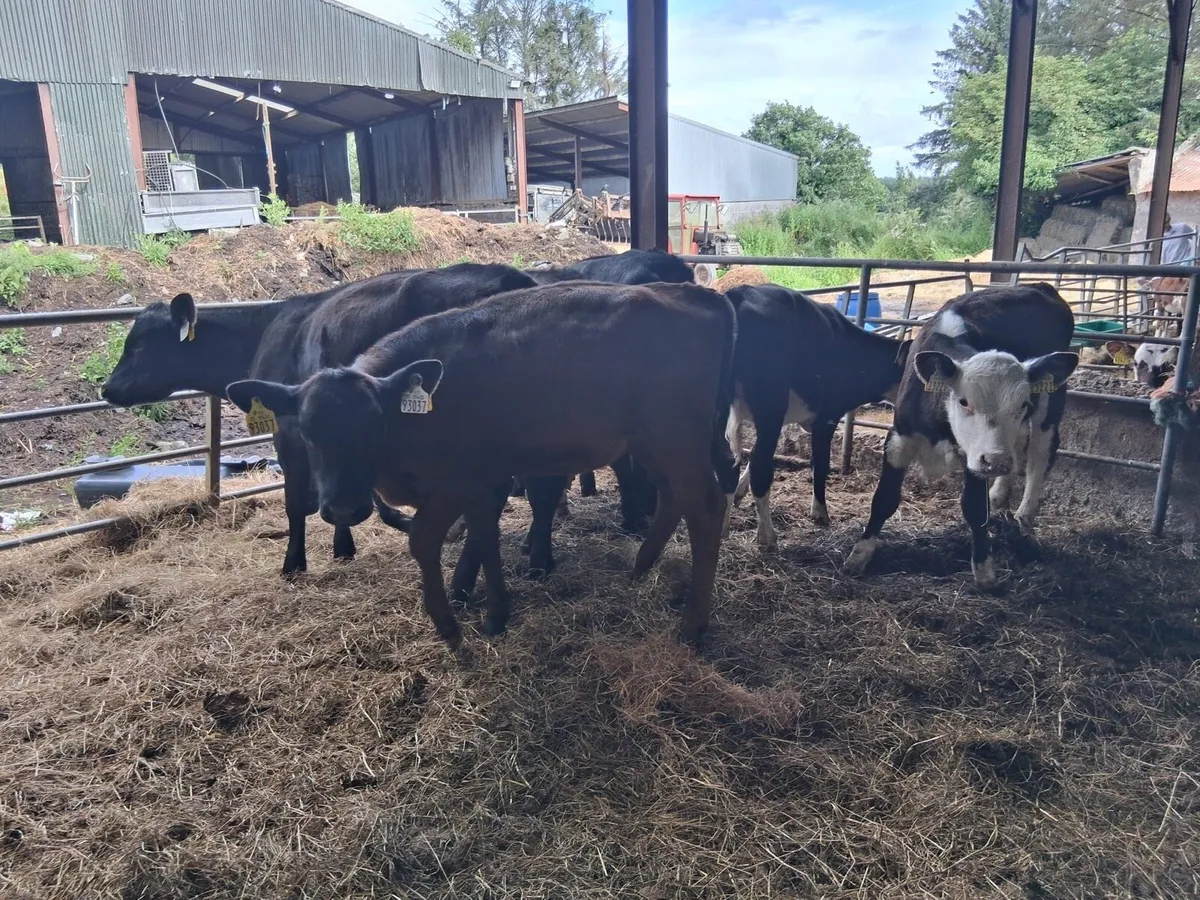 FULLY REARED HEIFER WEANLINGS - Image 1