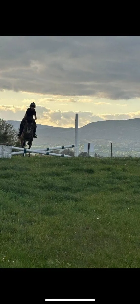 Dun gelding - Image 4