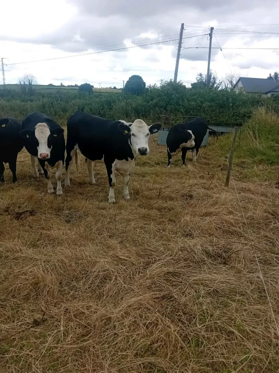 Heifers - Image 1