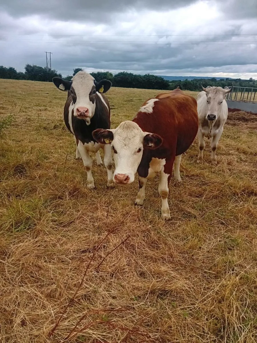 Heifers - Image 2