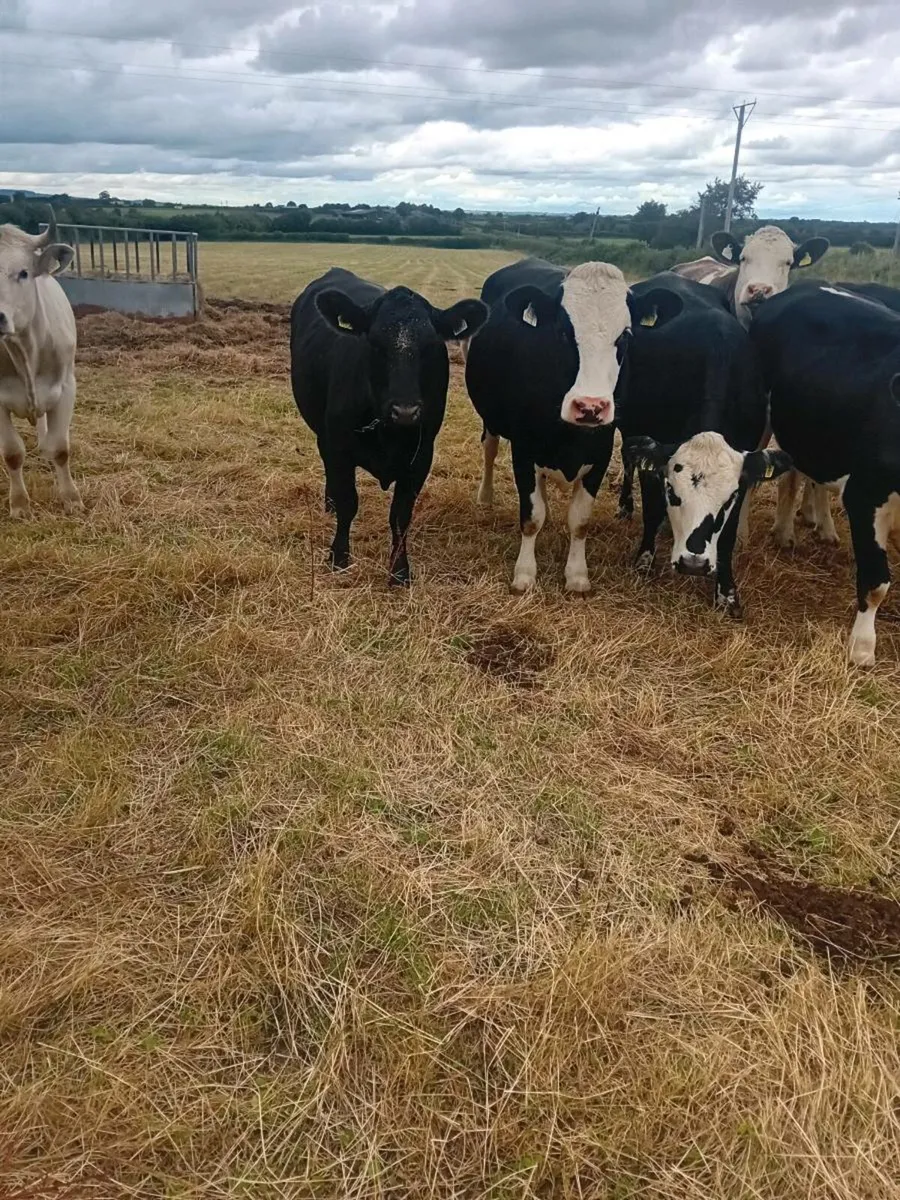 Heifers - Image 3
