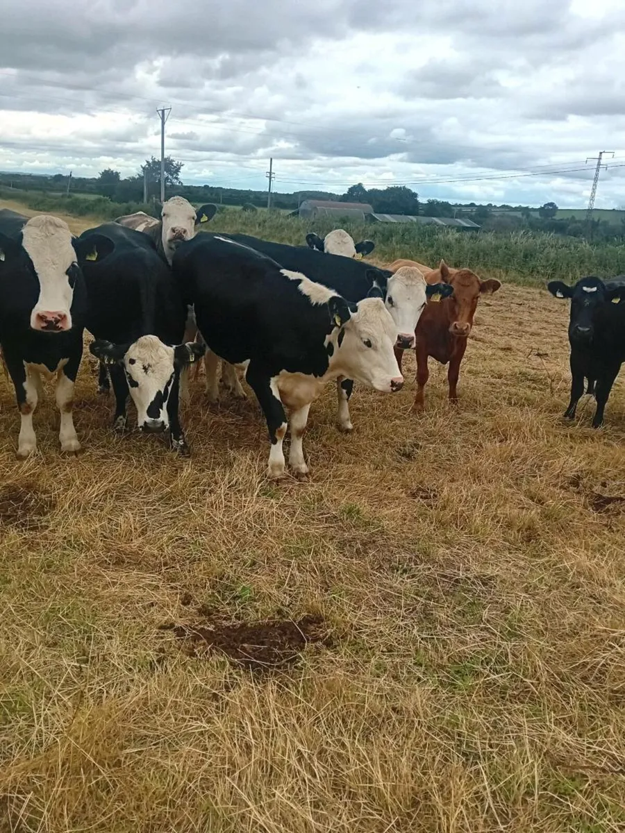 Heifers - Image 4