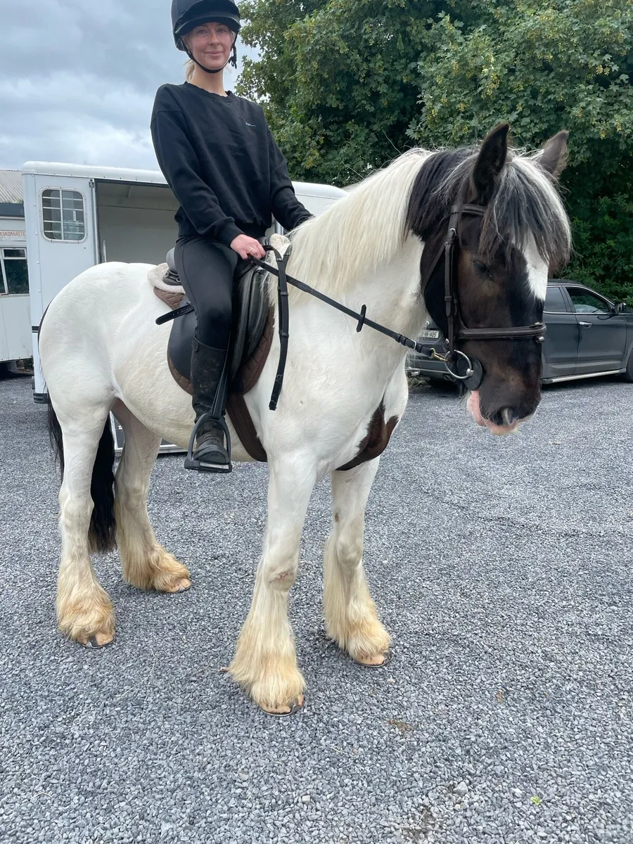 🌟🌟14.2 cob gelding 🌟🌟 - Image 1