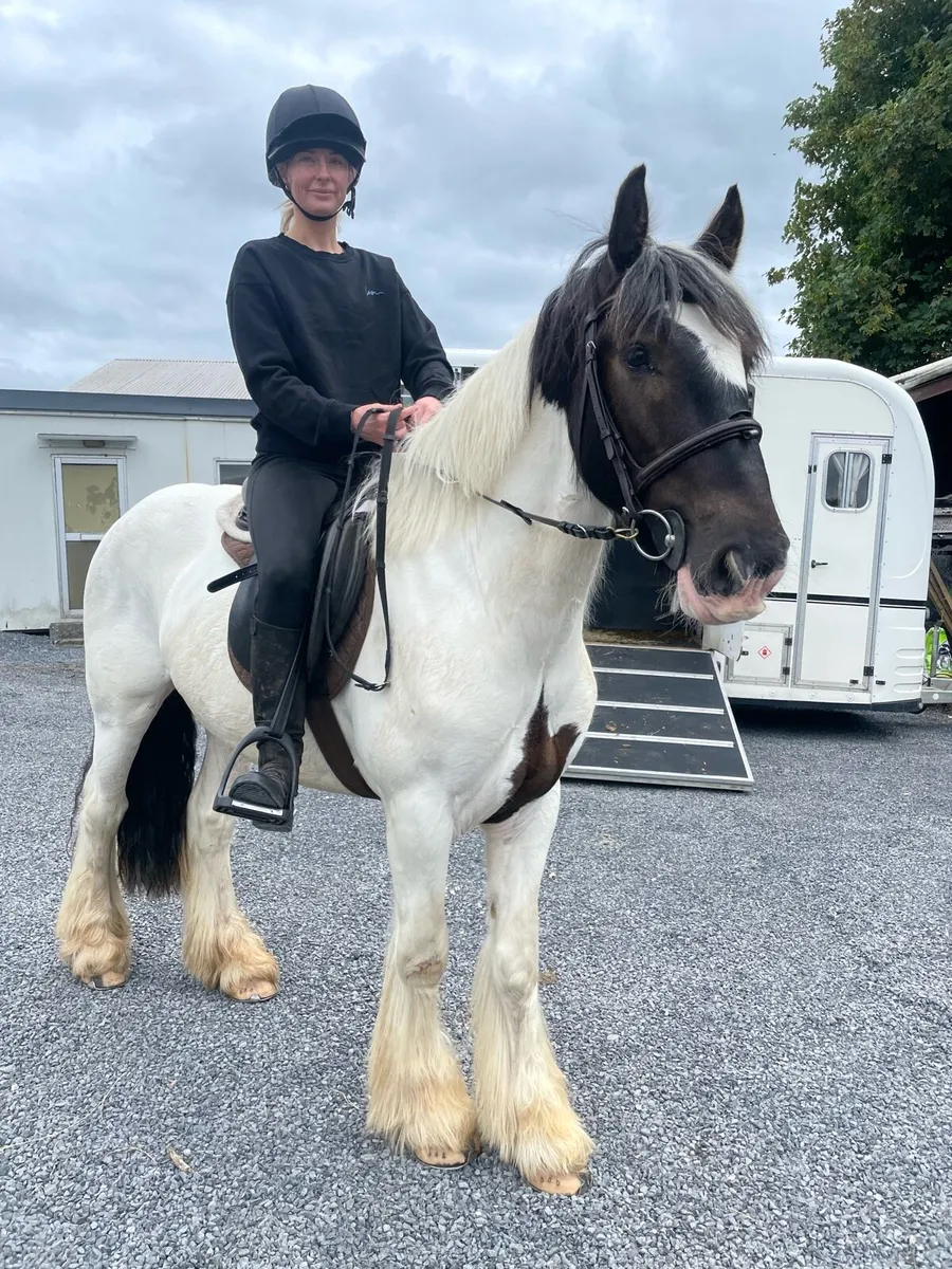 🌟🌟14.2 cob gelding 🌟🌟 - Image 2