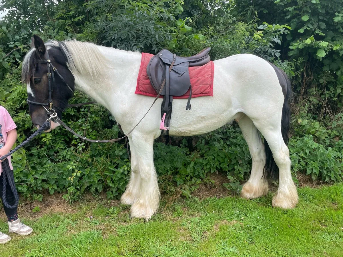 🌟🌟14.2 cob gelding 🌟🌟 - Image 3