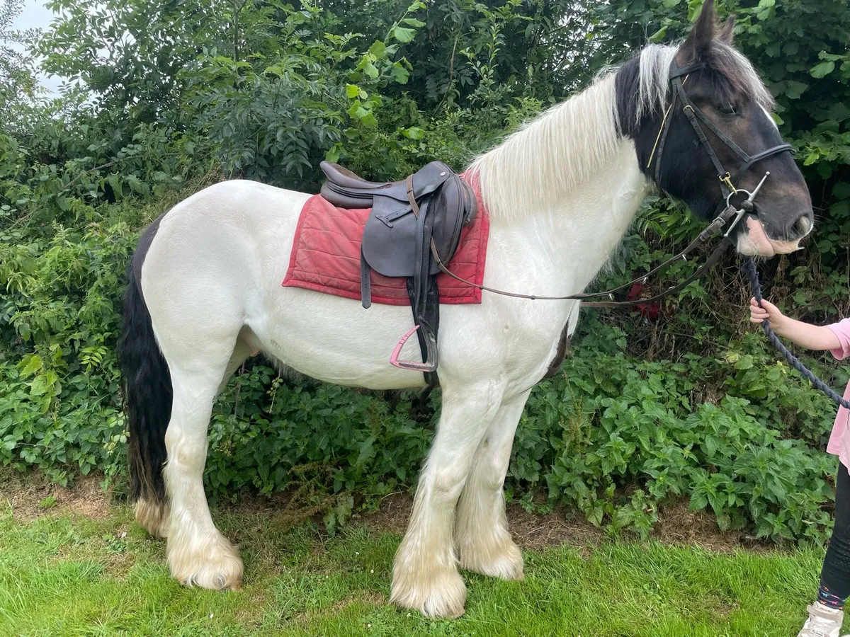 🌟🌟14.2 cob gelding 🌟🌟 - Image 4