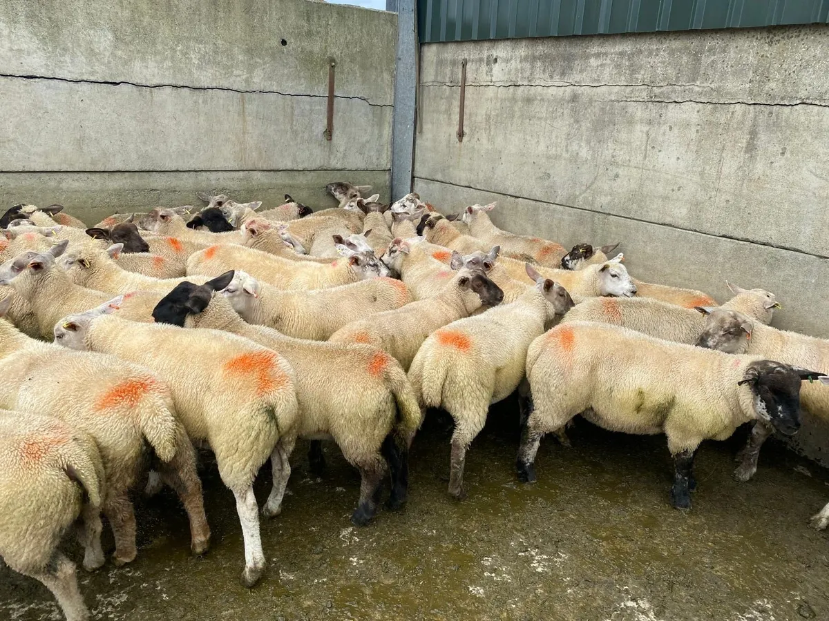 Fat lambs - Image 2