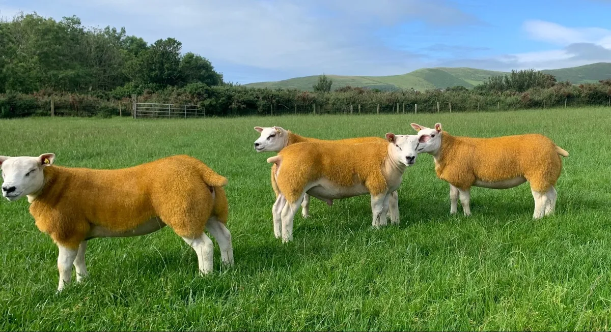 SIS PBR TEXEL RAM & PBR EWE LAMBS - Image 2