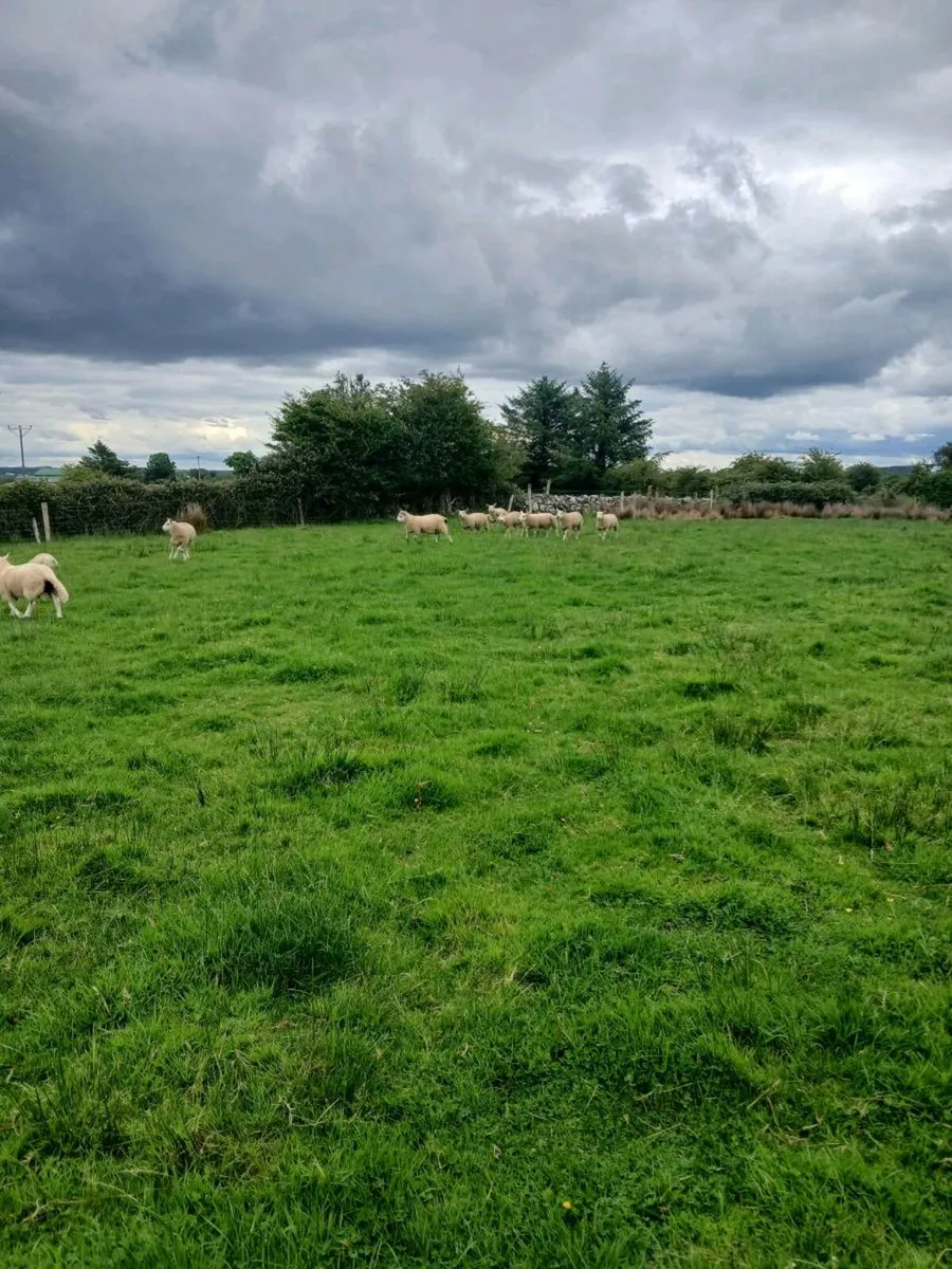 Texel Lambs - Image 2