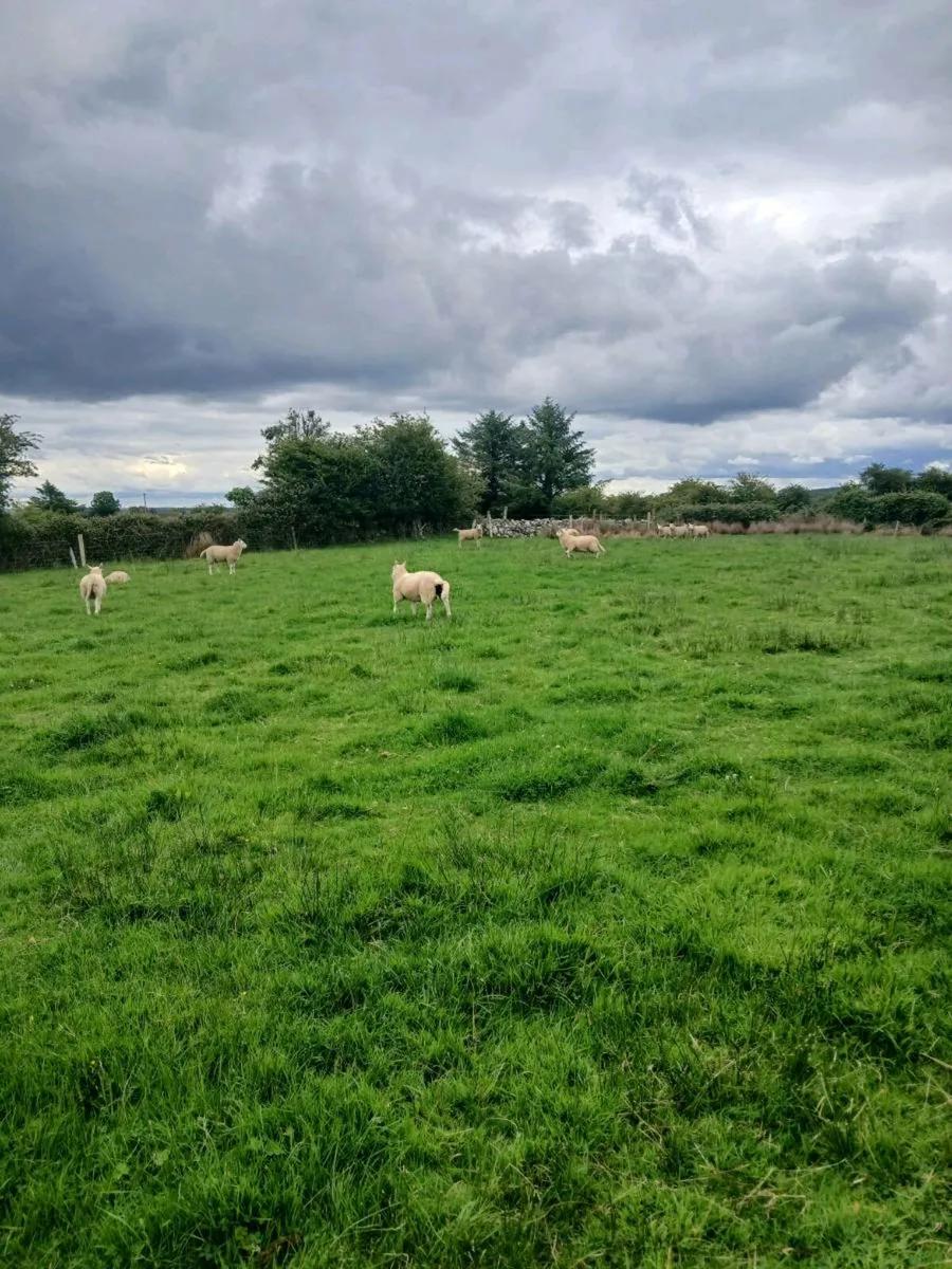 Texel Lambs - Image 3