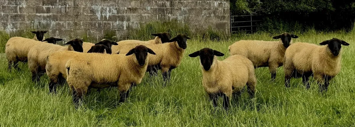 New Zealand Genetics Suffolk Ram Lambs - Image 3