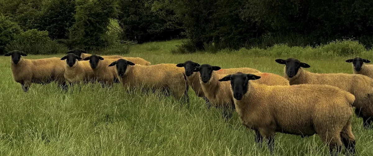 New Zealand Genetics Suffolk Ram Lambs - Image 2