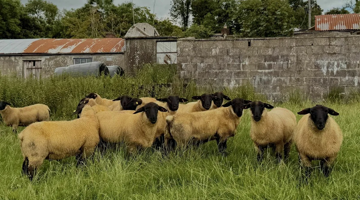 New Zealand Genetics Suffolk Ram Lambs - Image 4