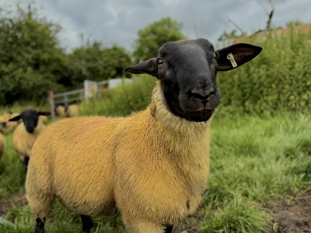 New Zealand Genetics Suffolk Ram Lambs - Image 1