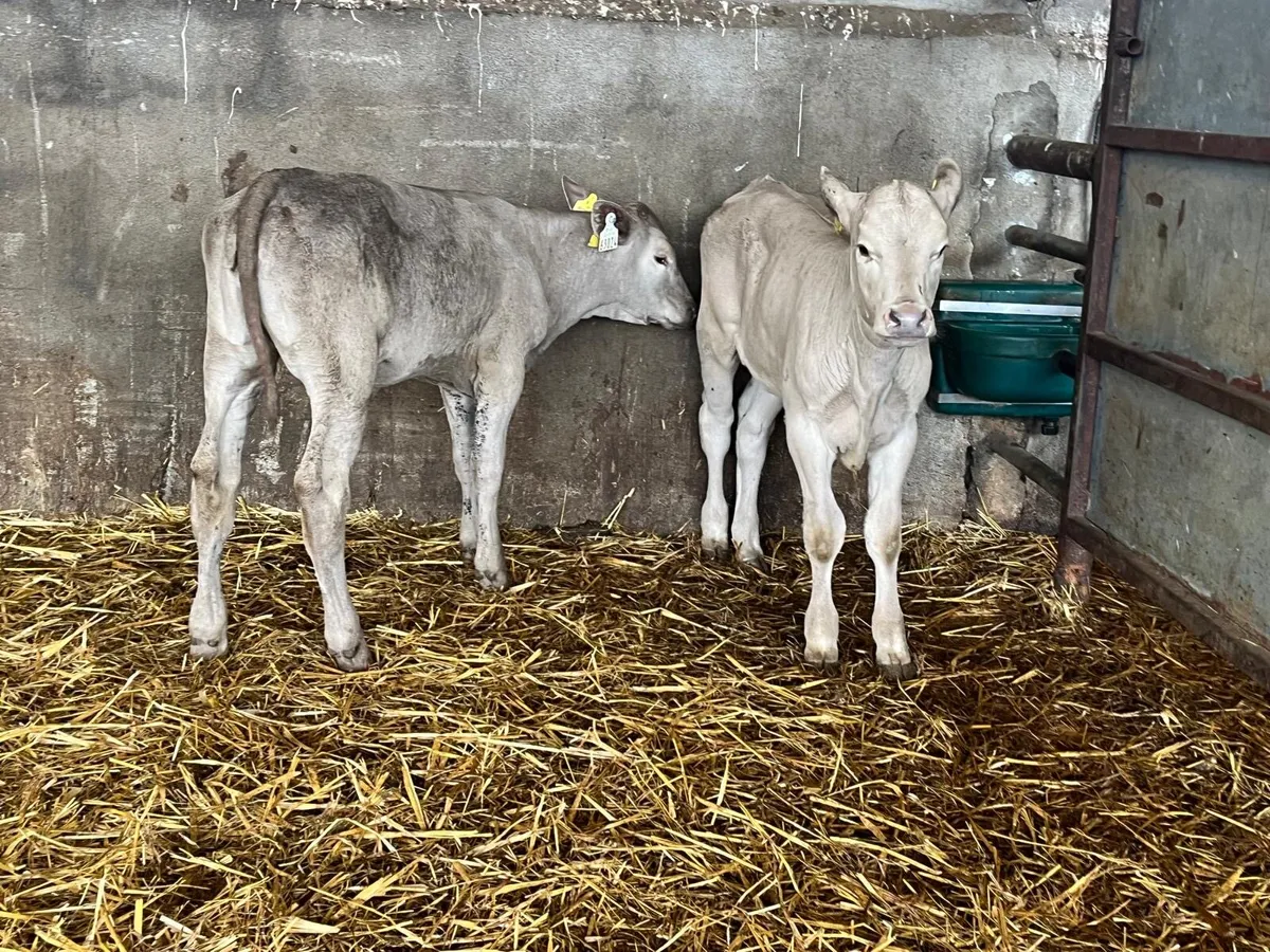 2 super  charlaois runner heifers - Image 1