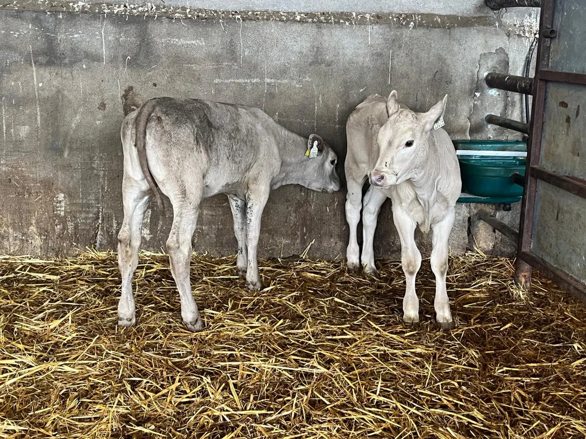 2 super  charlaois runner heifers - Image 2