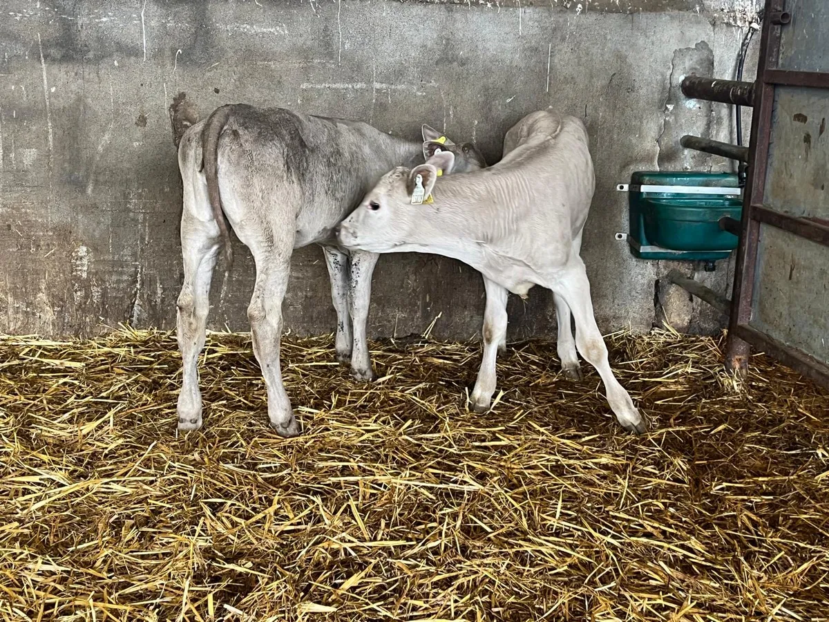 2 super  charlaois runner heifers - Image 3