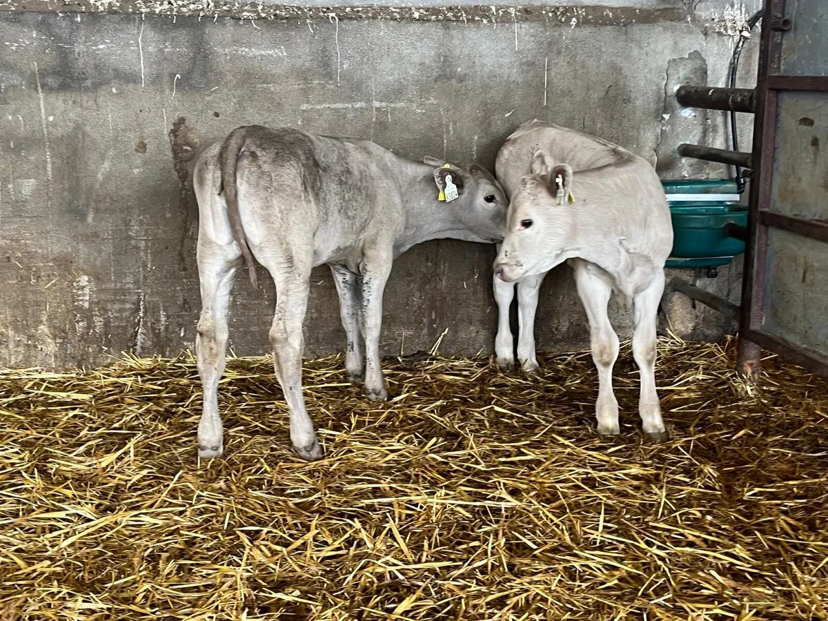 2 super  charlaois runner heifers - Image 4