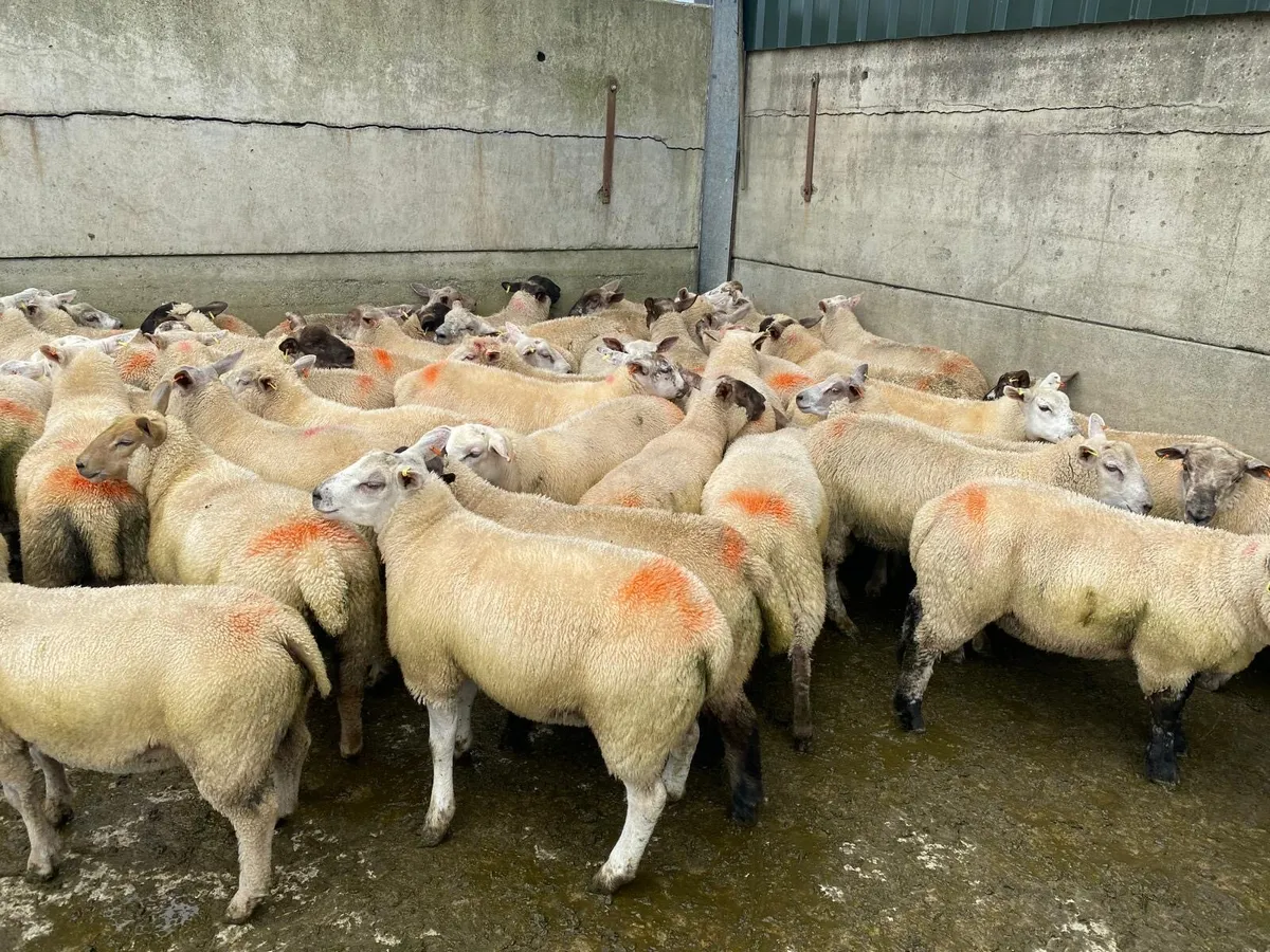 Fat lambs - Image 3
