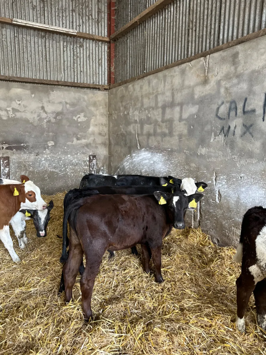 Blue Angus and lim bulls - Image 3