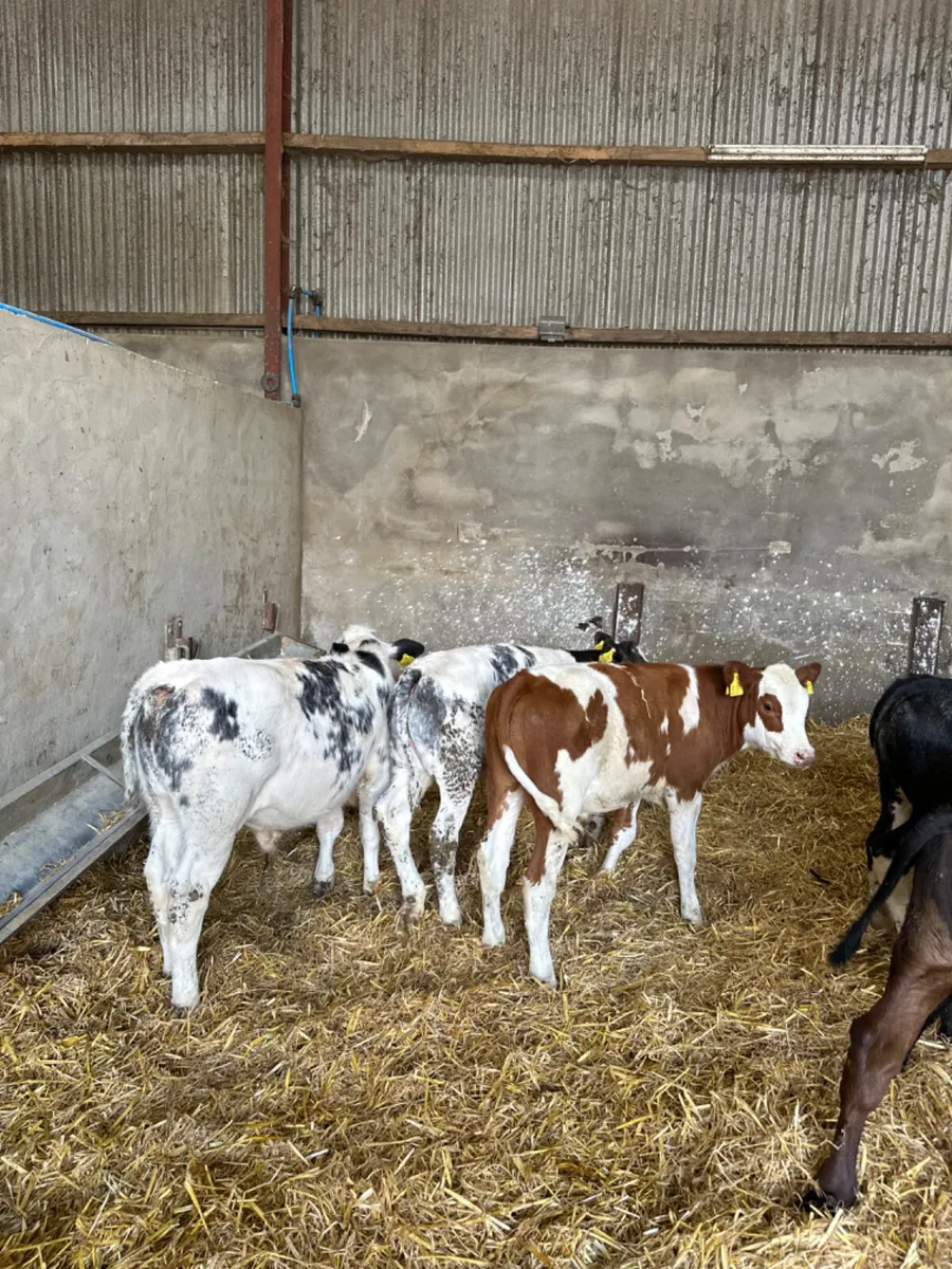 Blue Angus and lim bulls - Image 1