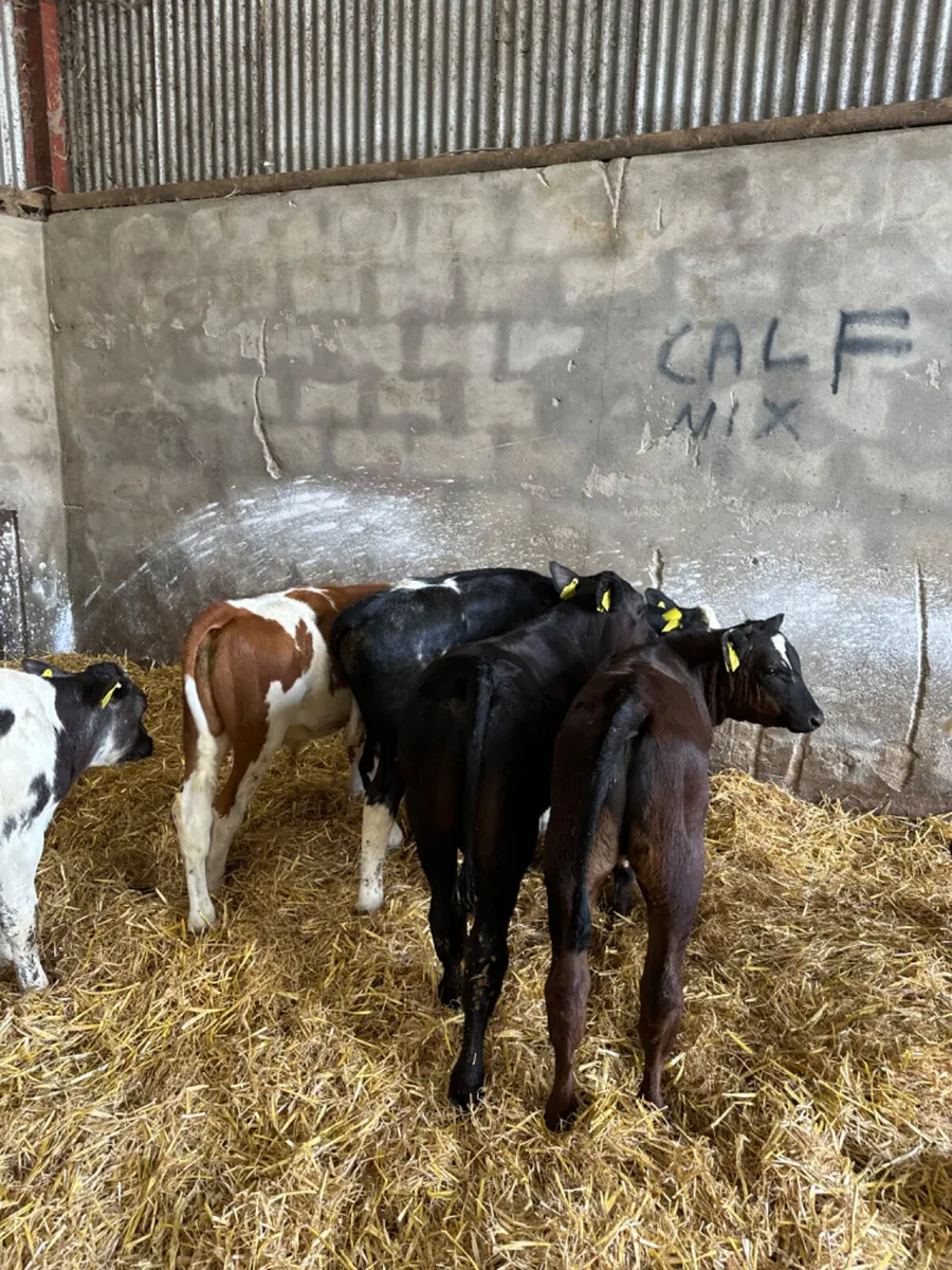 Blue Angus and lim bulls - Image 4