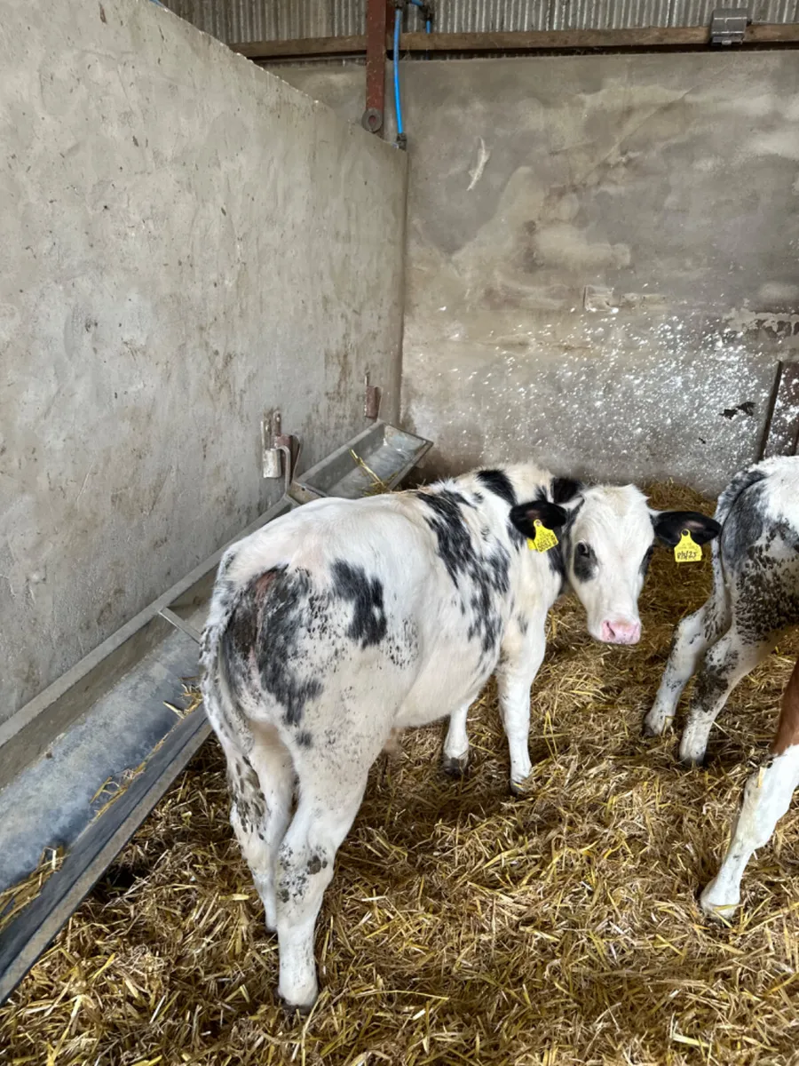 Blue Angus and lim bulls - Image 2