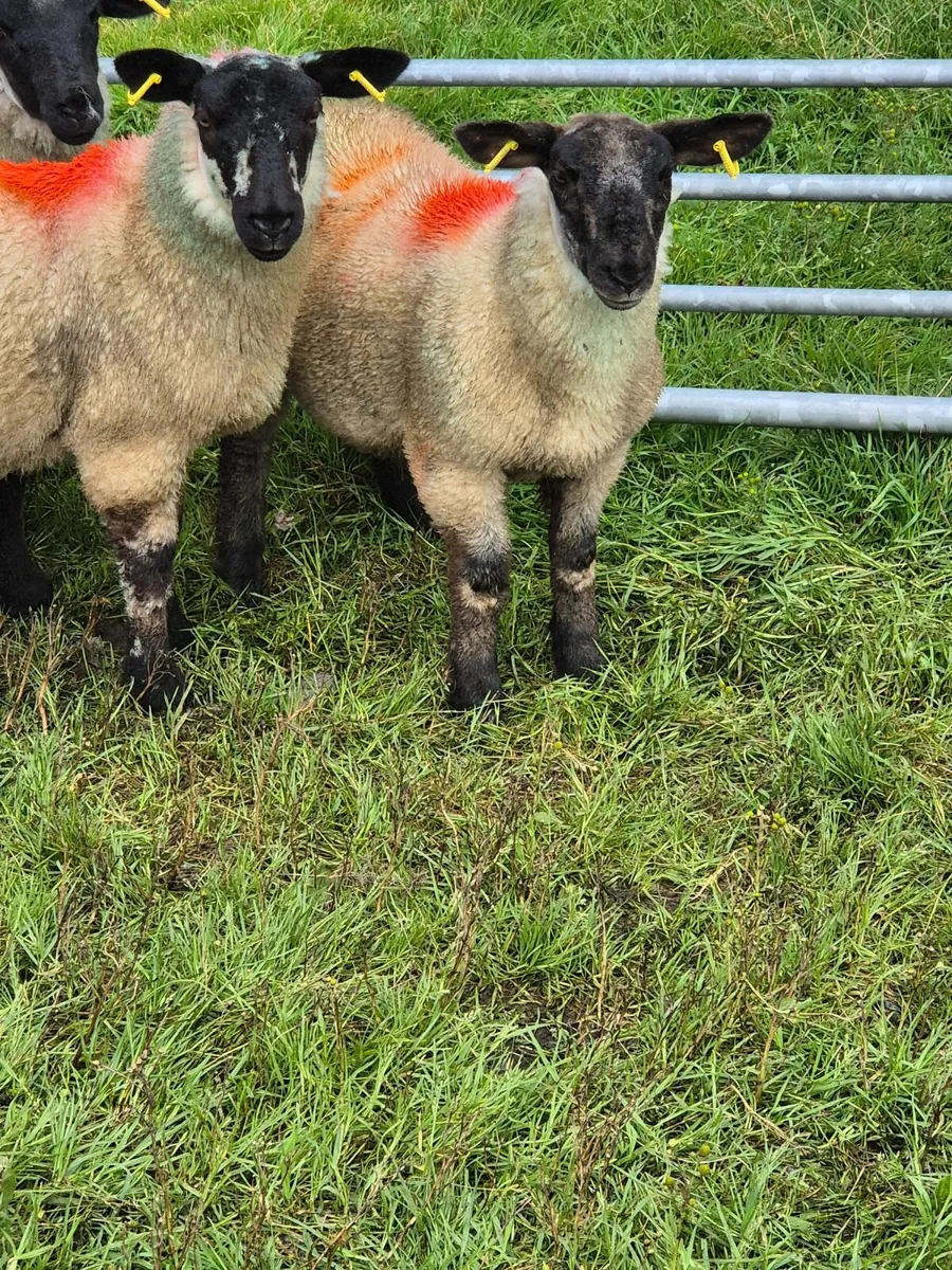 Sheep - Image 1