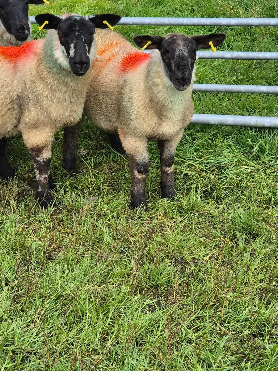Sheep - Image 2