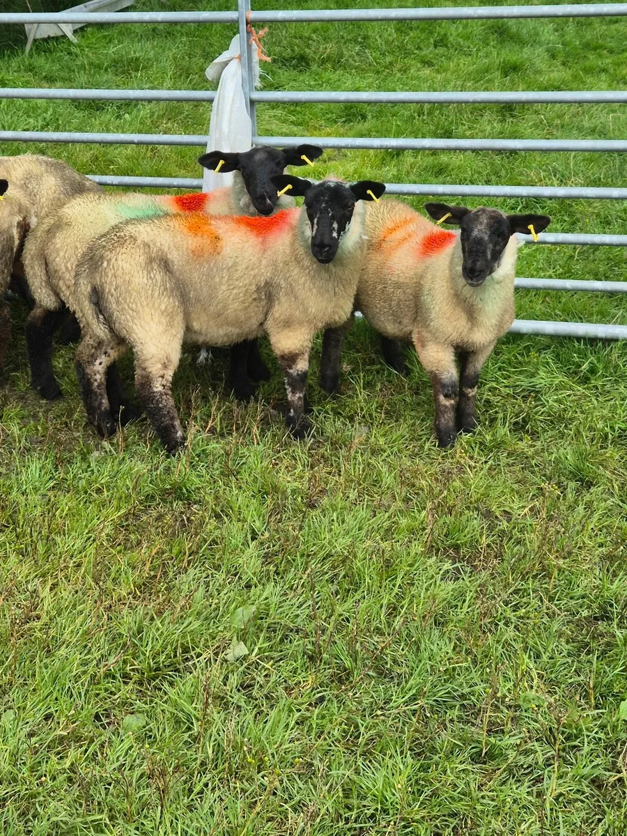 Sheep - Image 3