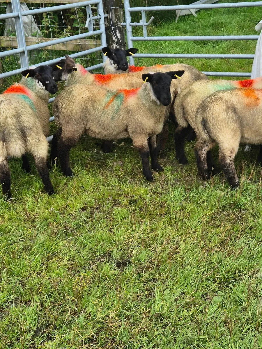 Sheep - Image 4