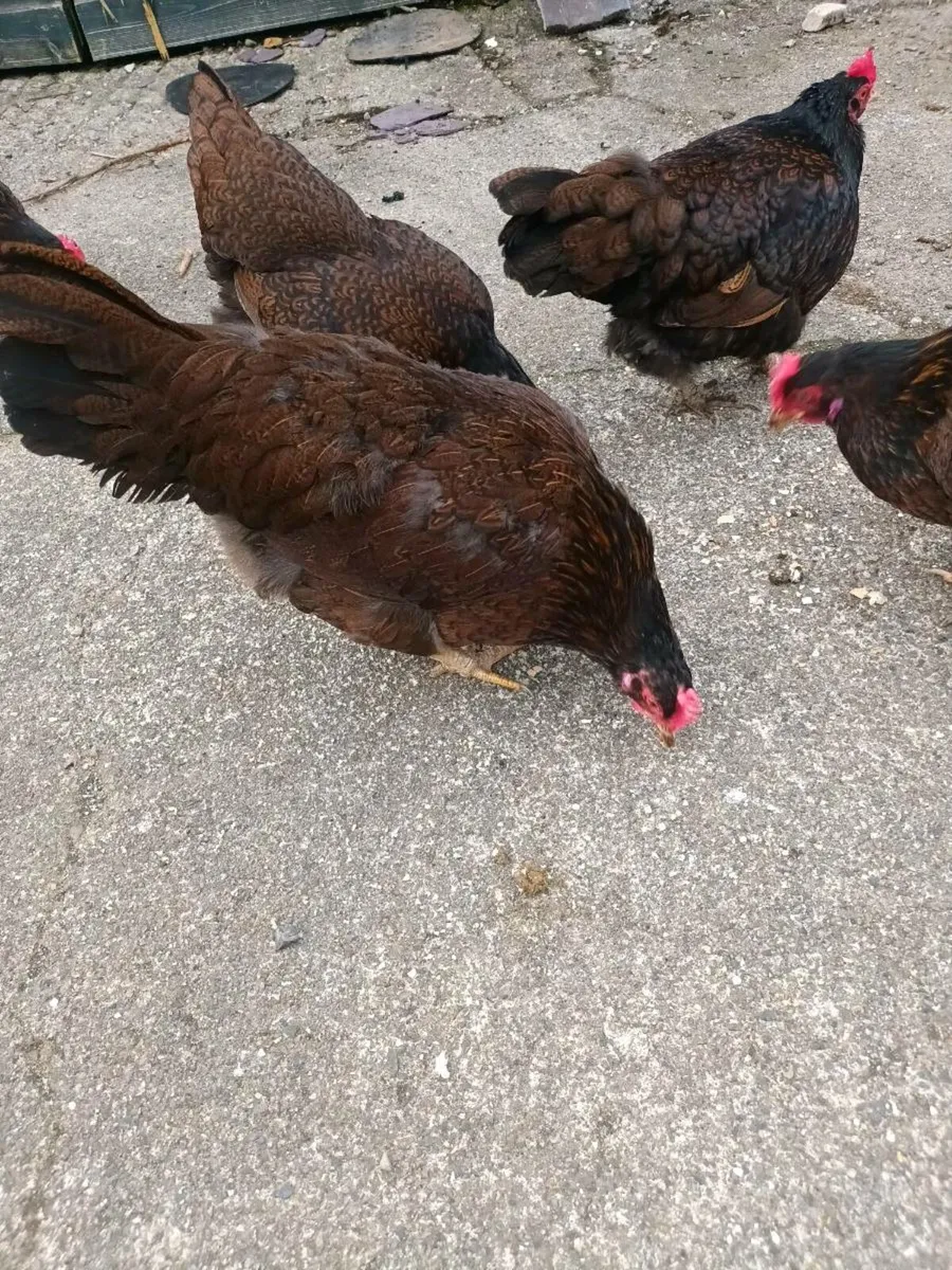 barnvelders x hens - Image 1
