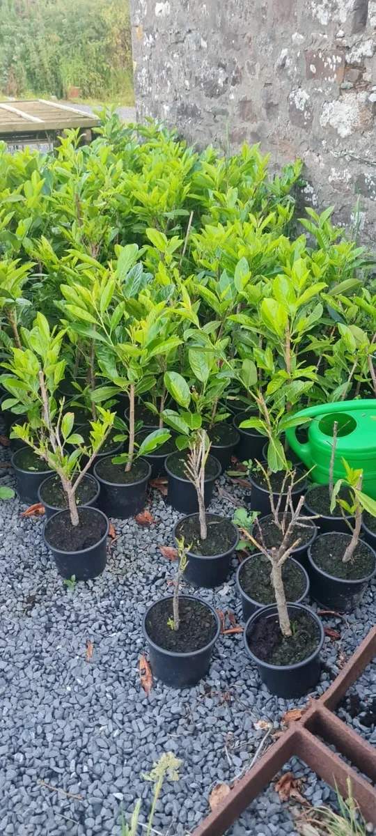 Laurel Hedging - Image 1
