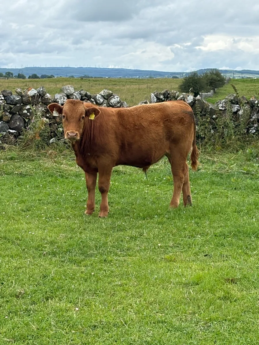 Bull weanlings - Image 1