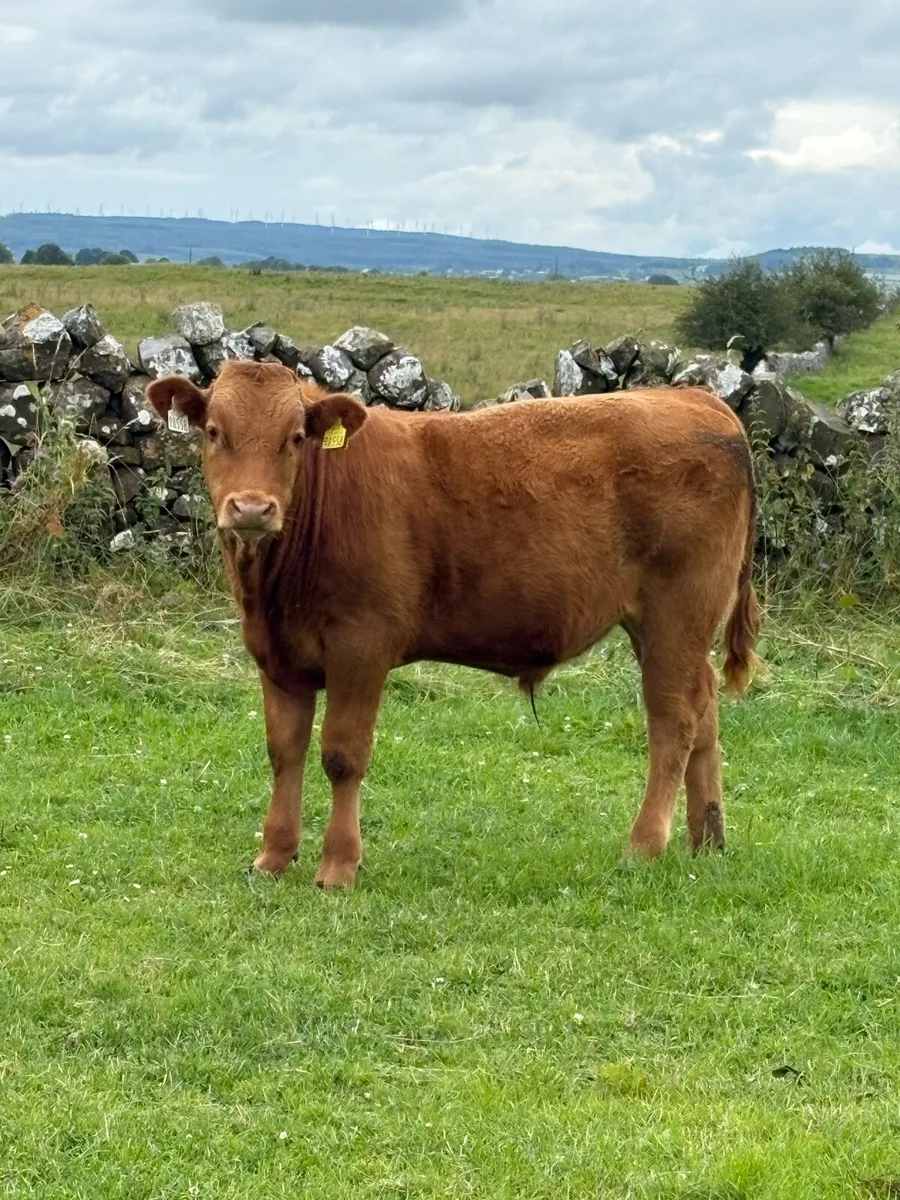 Bull weanlings - Image 2
