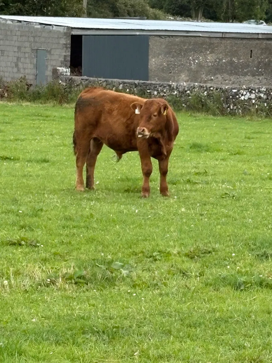 Bull weanlings - Image 3