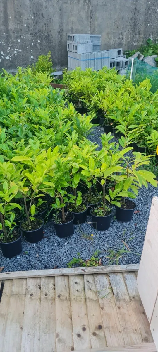 Laurel Hedging - Image 3
